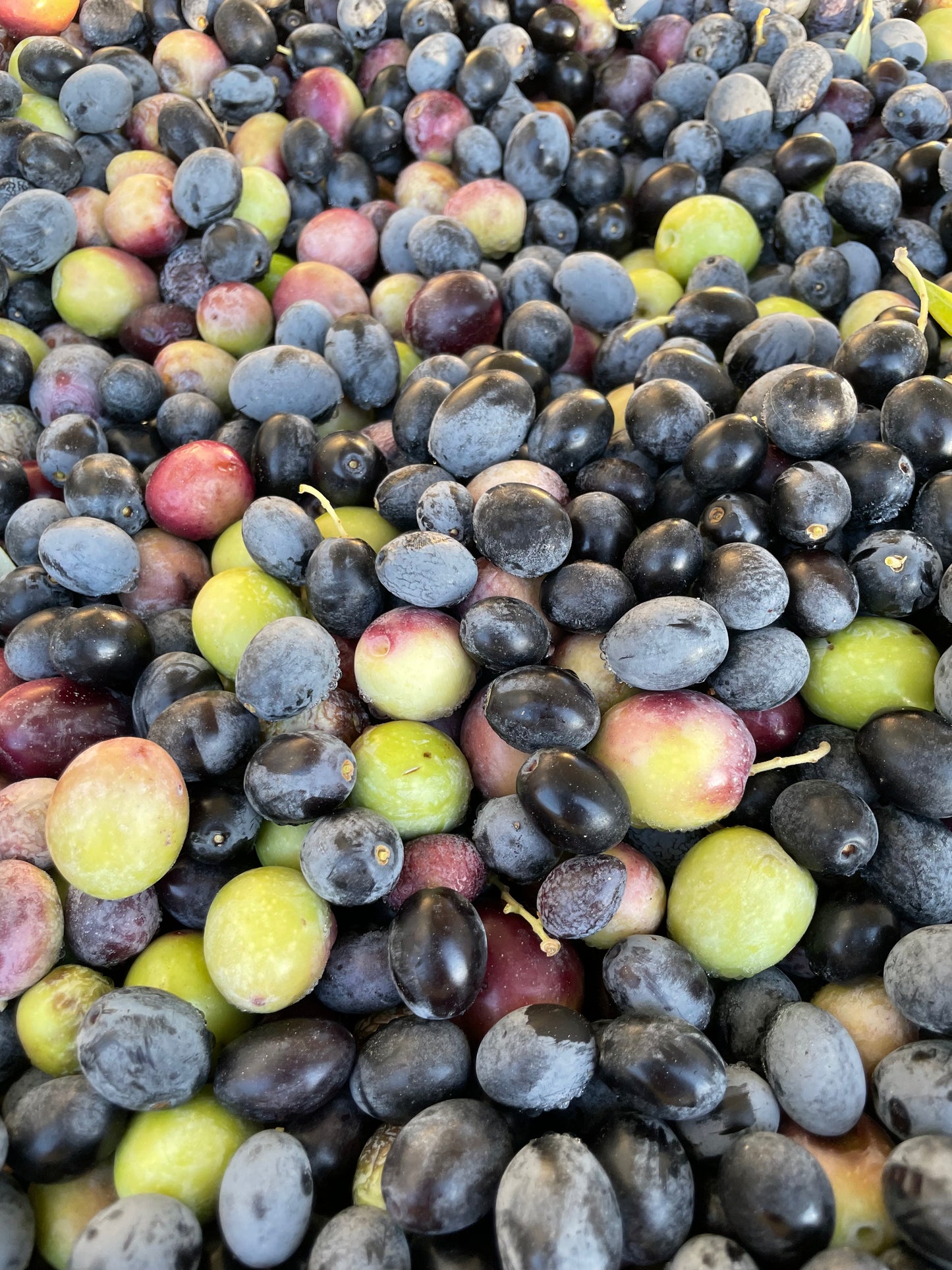 2025 Olio Nuovo (500ml Tortuga glass bottles)